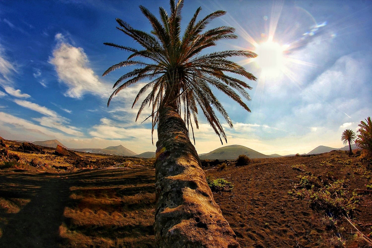 PALME AM WEG ZUR CALDERA COLORADA