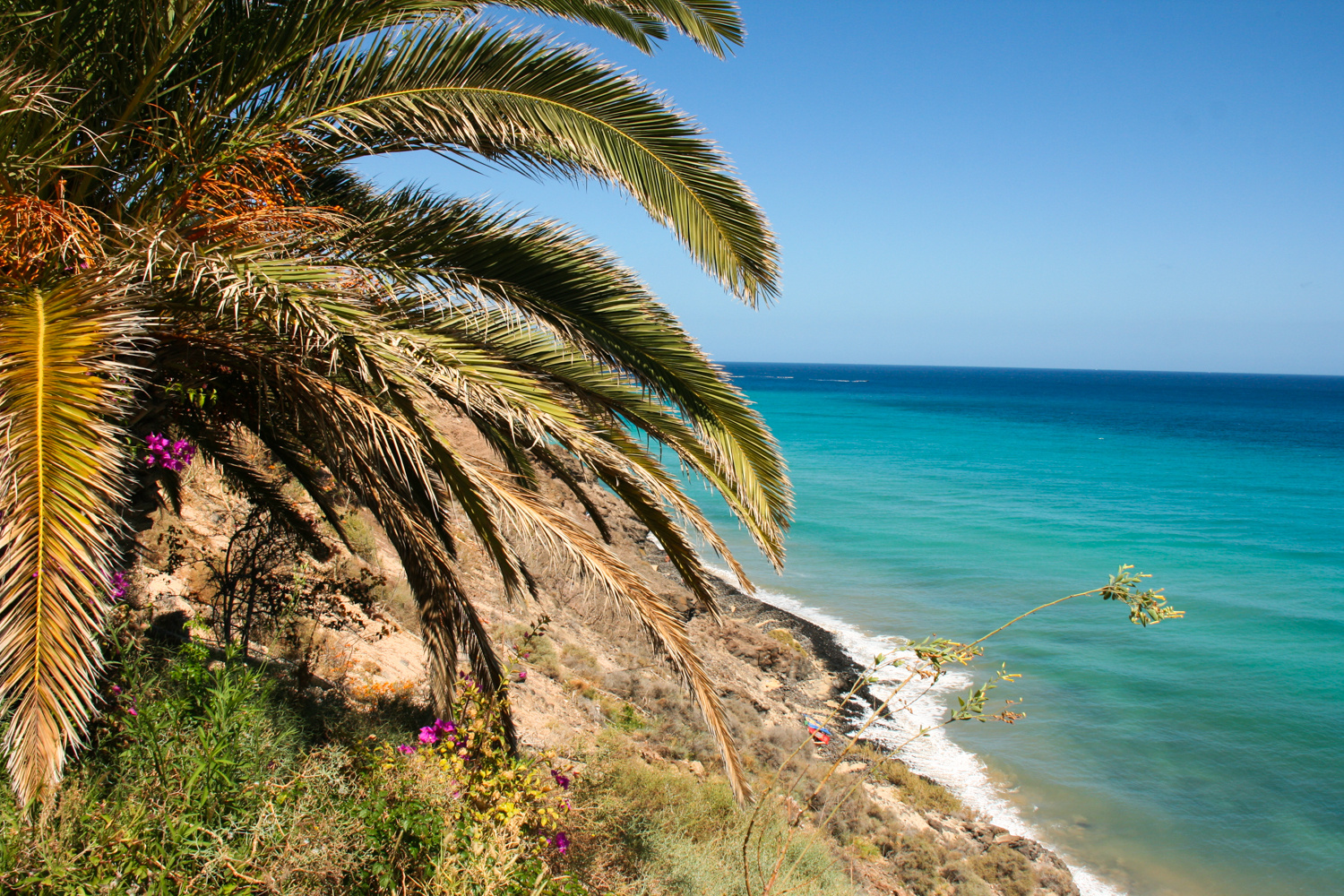 Palme an der Ostküste