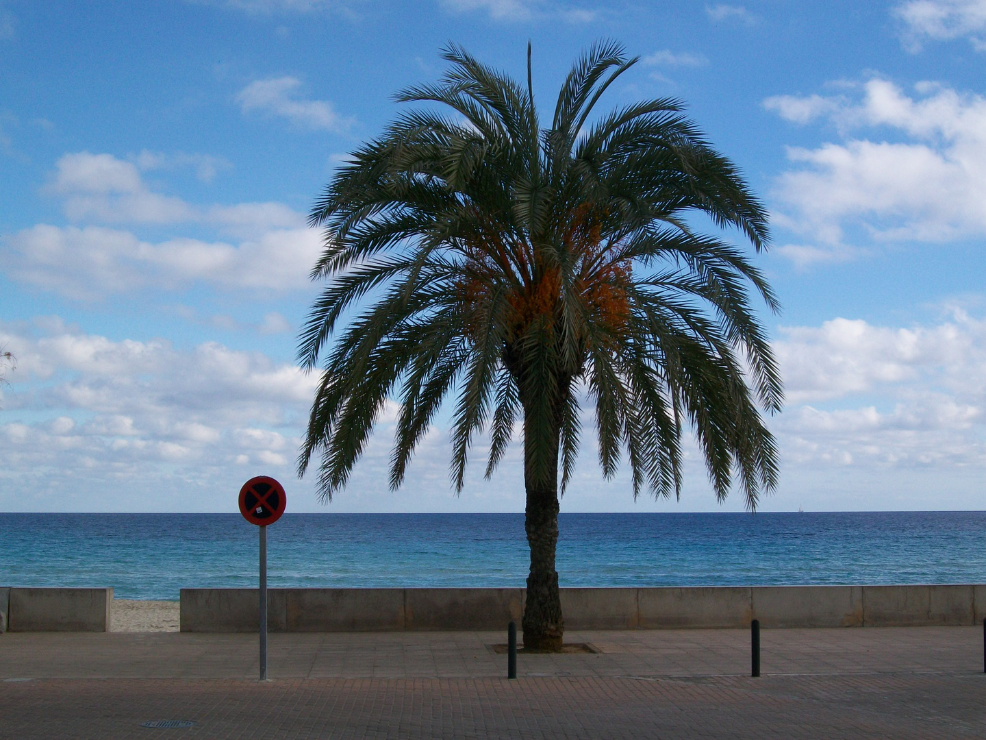 Palme an der Promenade