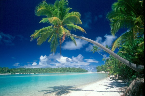 Palme auf Aitutaki