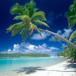 Palme auf Aitutaki (Zweiter Versuch)
