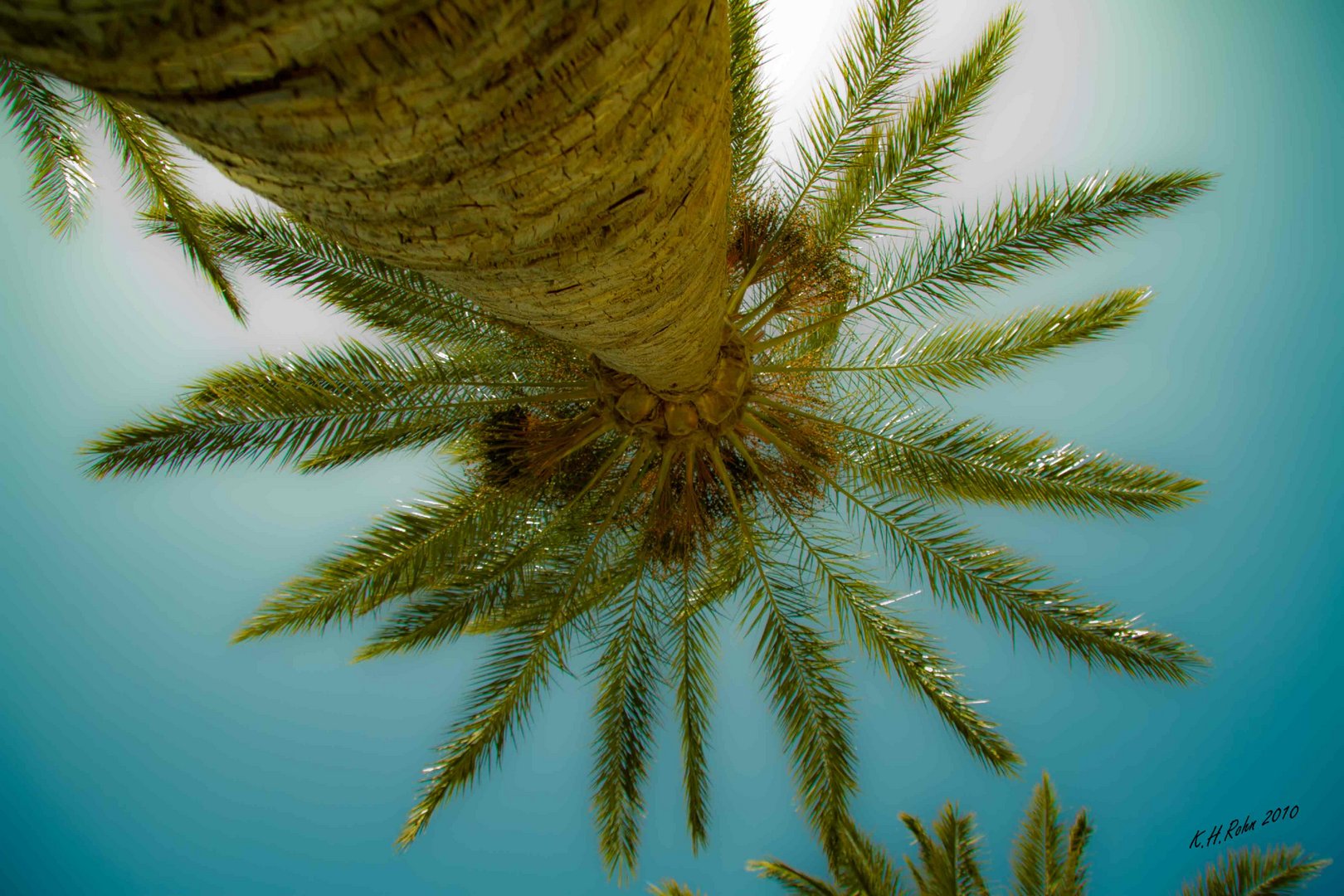 Palme auf Fuerteventura