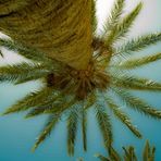 Palme auf Fuerteventura