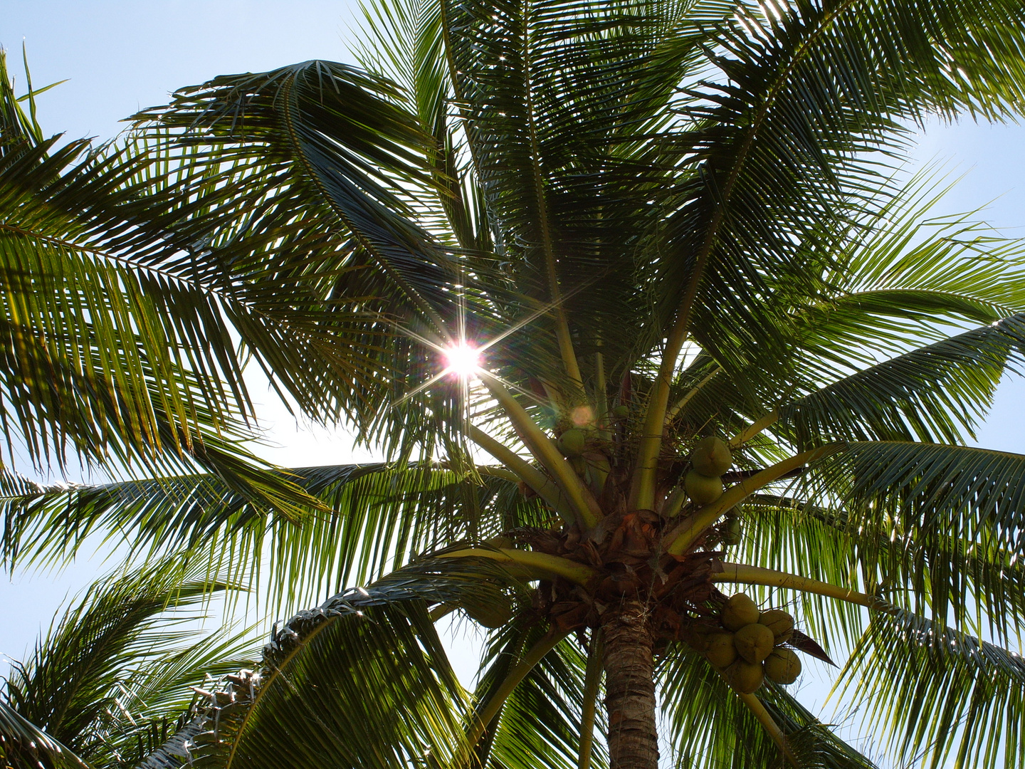 Palme auf Langkawi, Malaysien, im Sonnenlicht