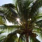 Palme auf Langkawi, Malaysien, im Sonnenlicht