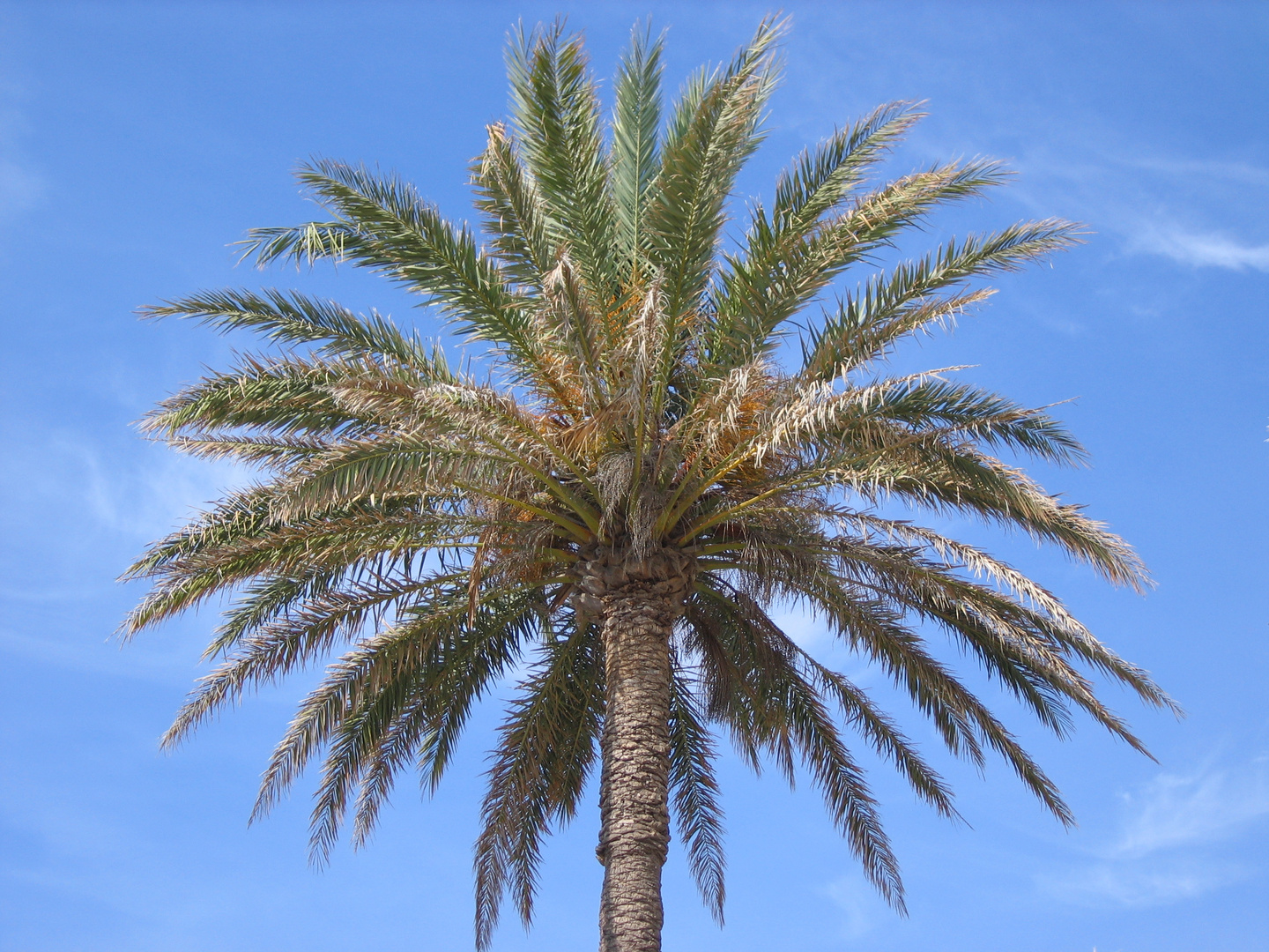 Palme auf Mallorca Foto & Bild pflanzen, pilze & flechten, bäume