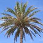 Palme auf Mallorca