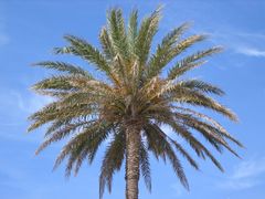 Palme auf Mallorca