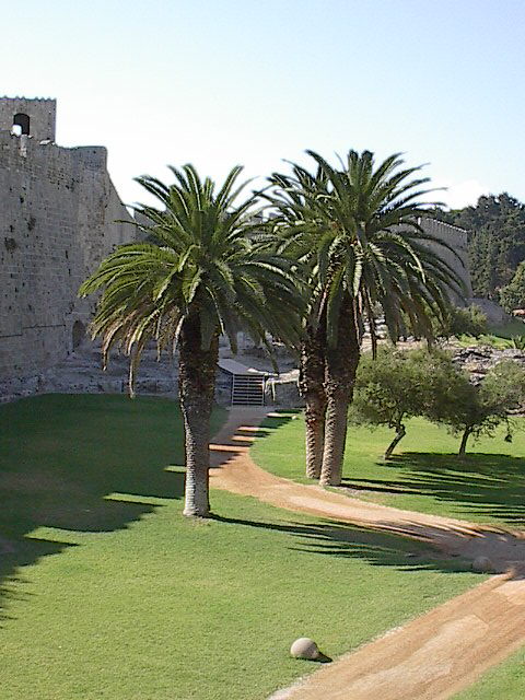 Palme auf Rhodos