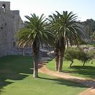 Palme auf Rhodos