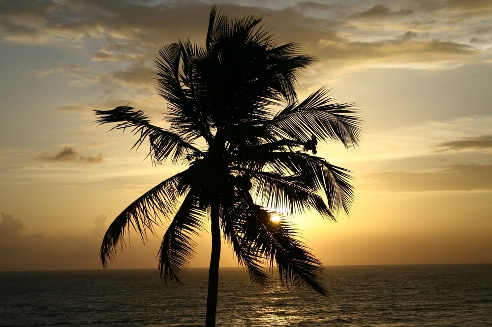 Palme auf Sri Lanka