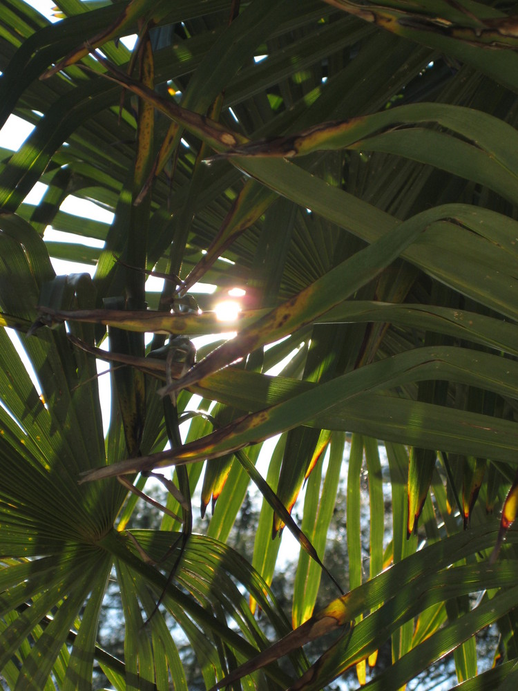 Palme aus Südfrankreich