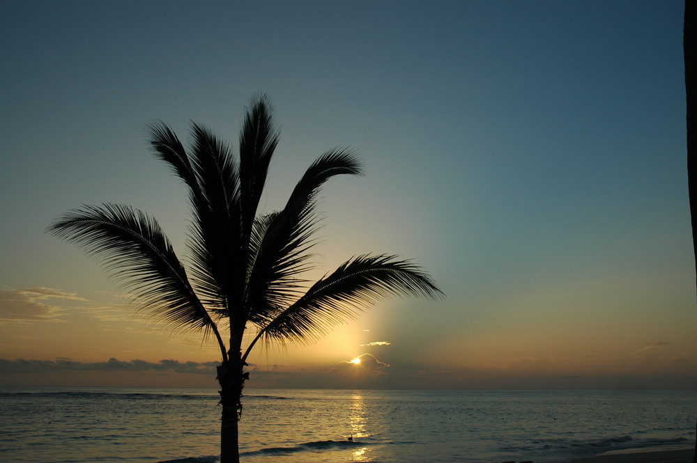 Palme bei Abenddämmerung