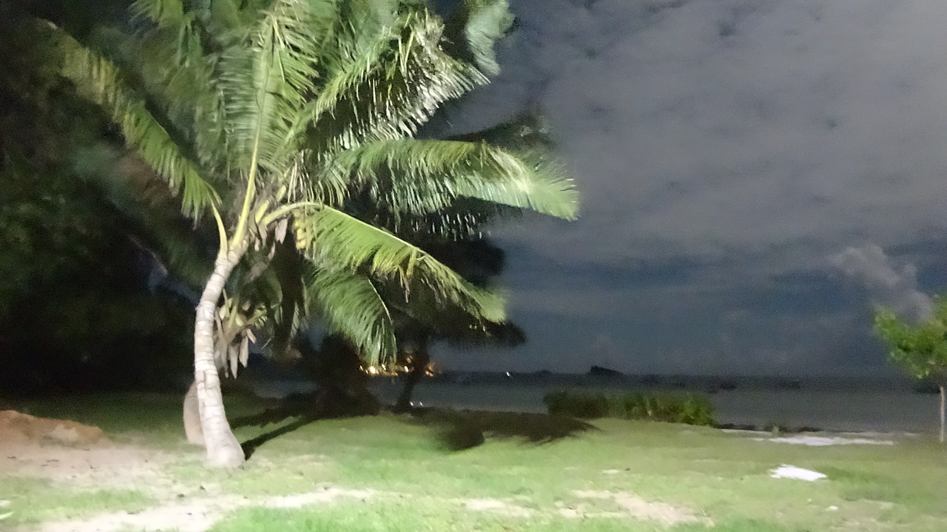 Palme bei Nacht