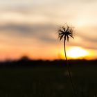 "Palme" bei Sonnenuntergang ;-)