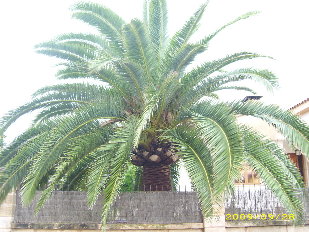 Palme