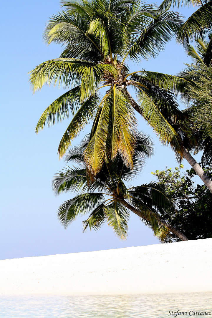 Palme da Cocco