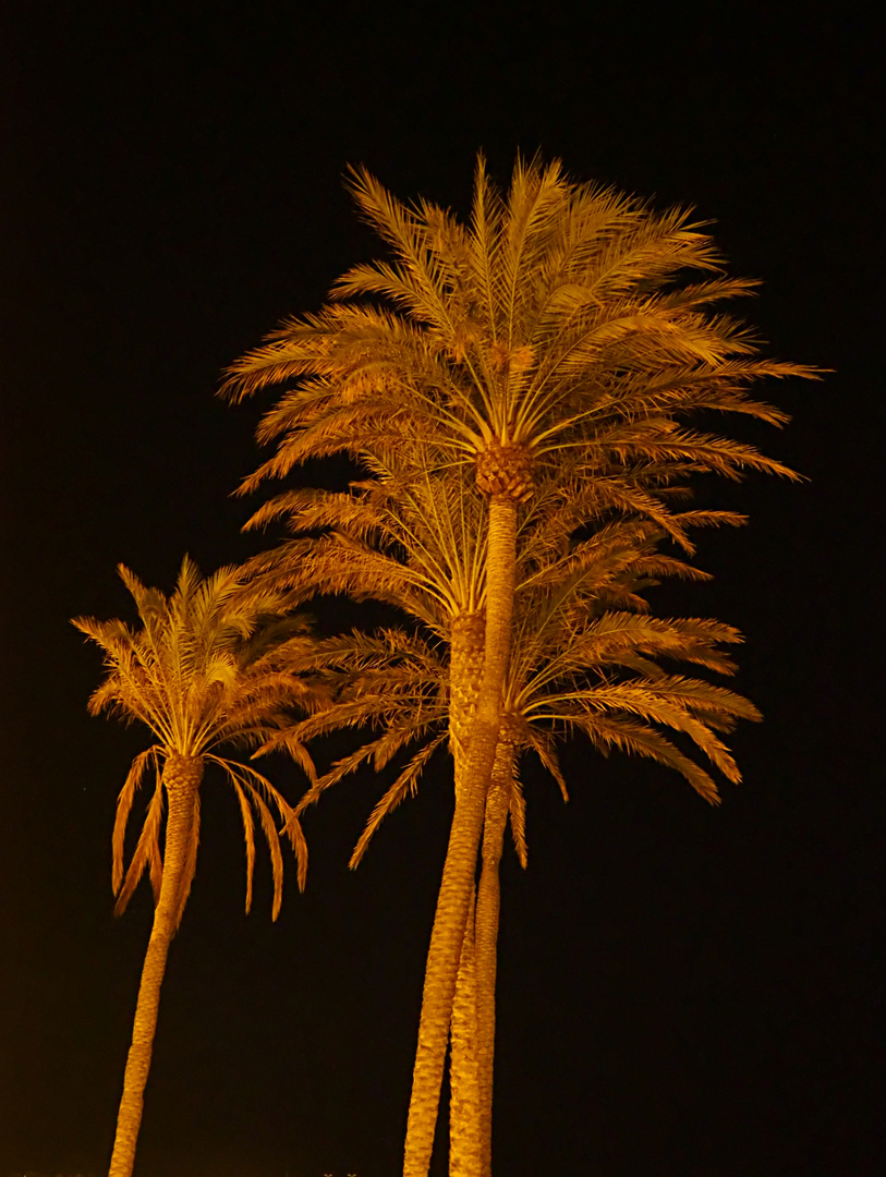 Palme d'or