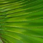 Palme