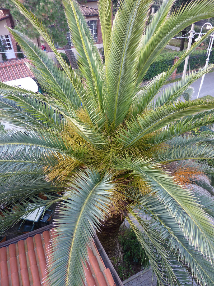 Palme