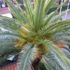 Palme