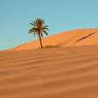Palme im Dünenmeer