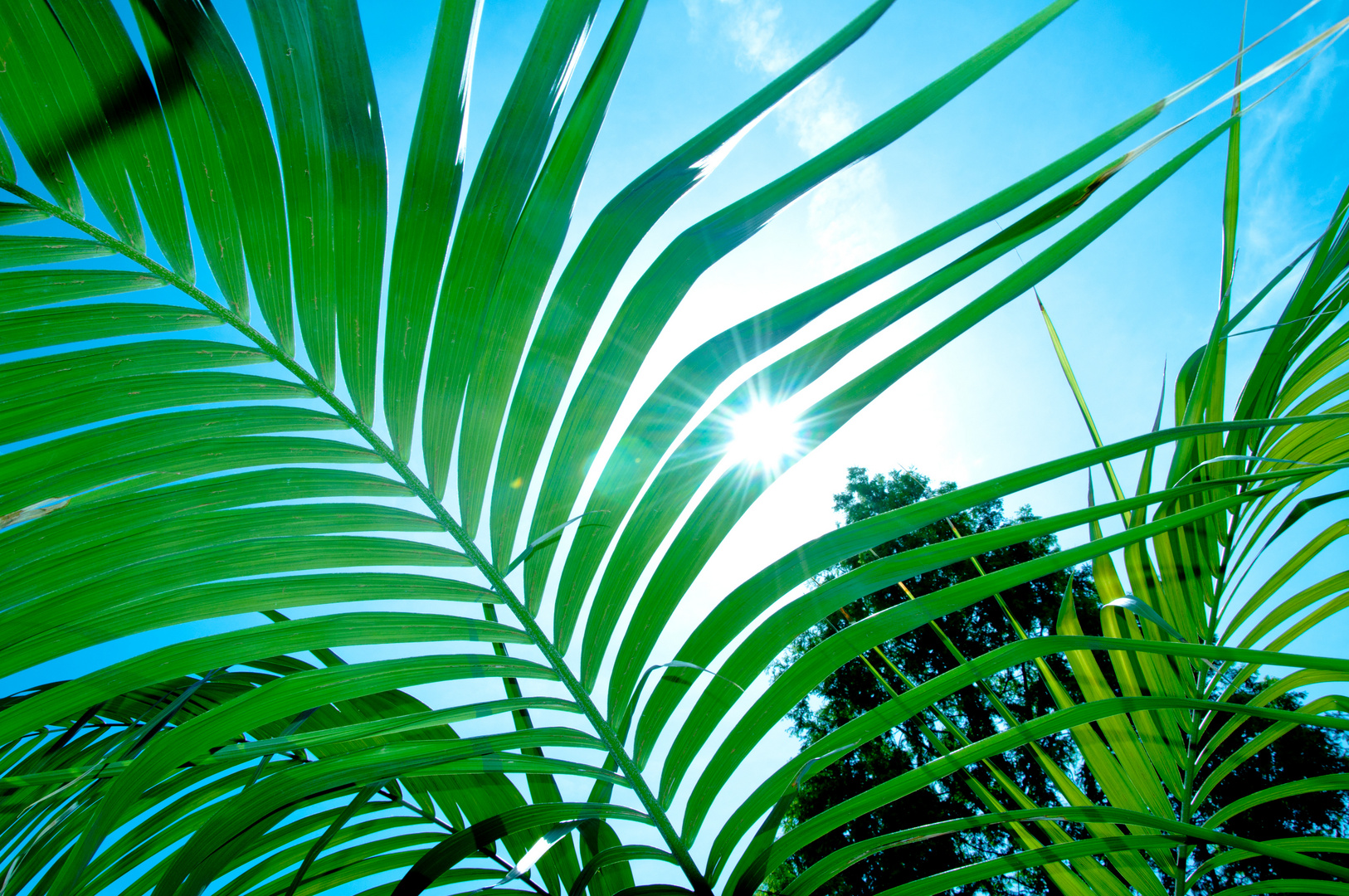 Palme im Garten