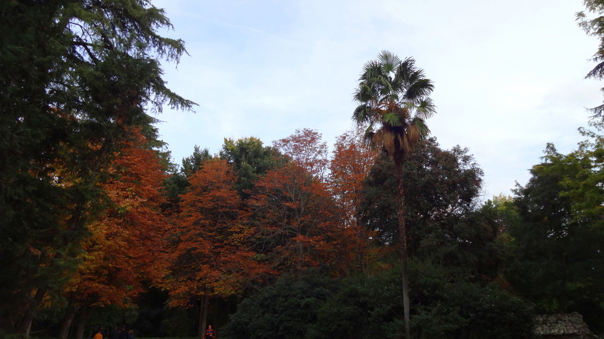 Palme im Herbstwald