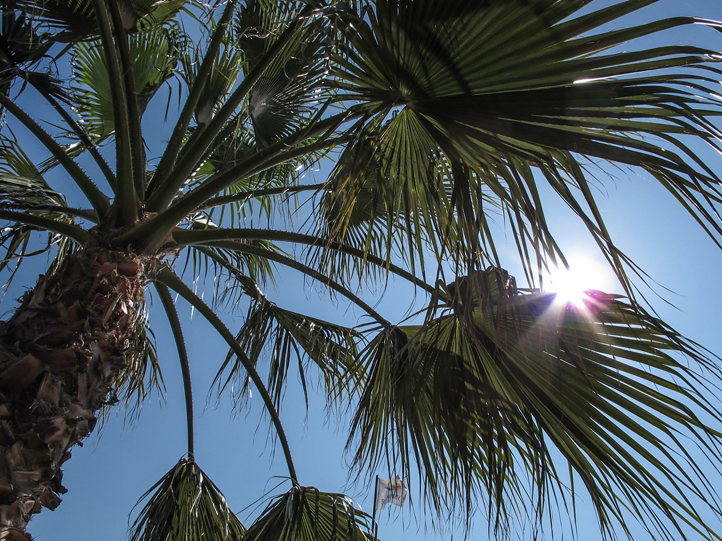 Palme im Licht