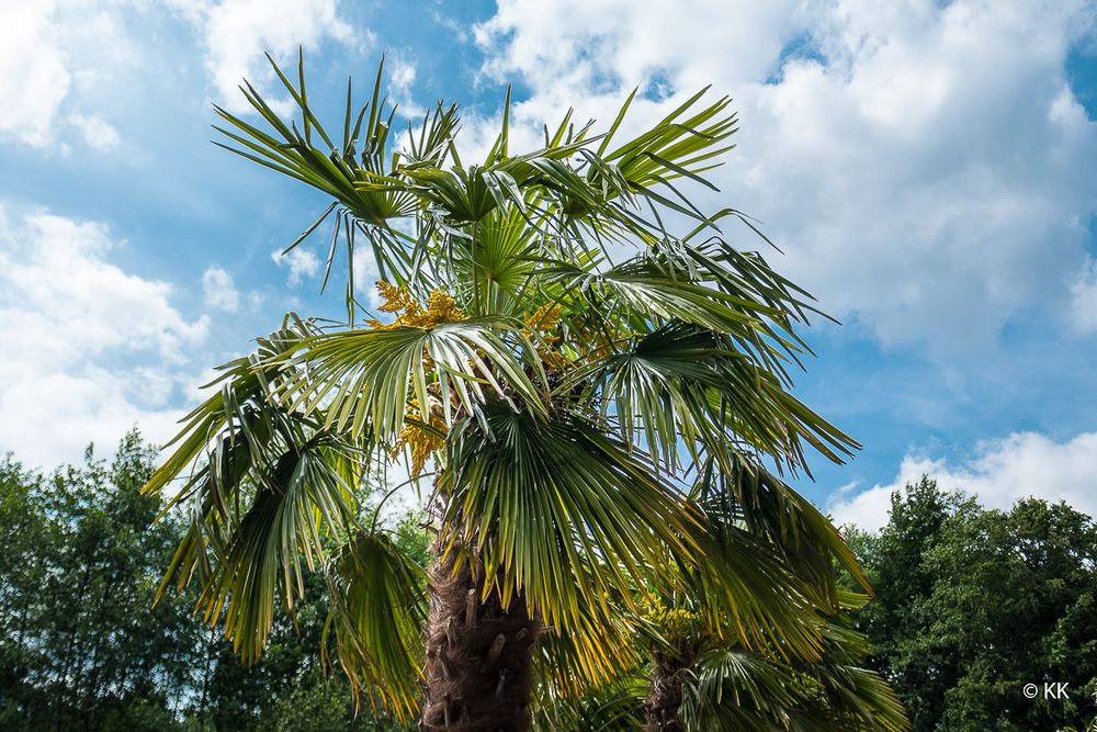 Palme im Münsterland