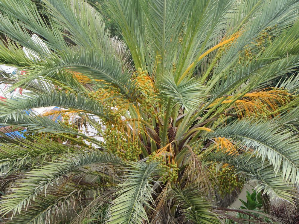 Palme im Nachbargarten