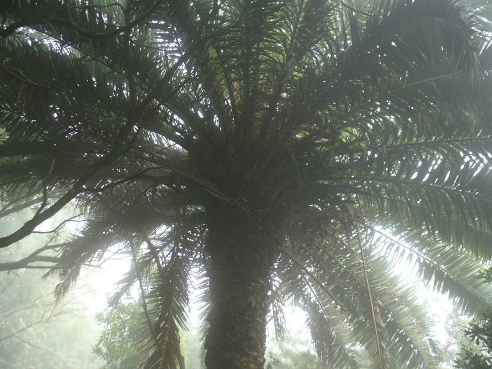 Palme im Nebel