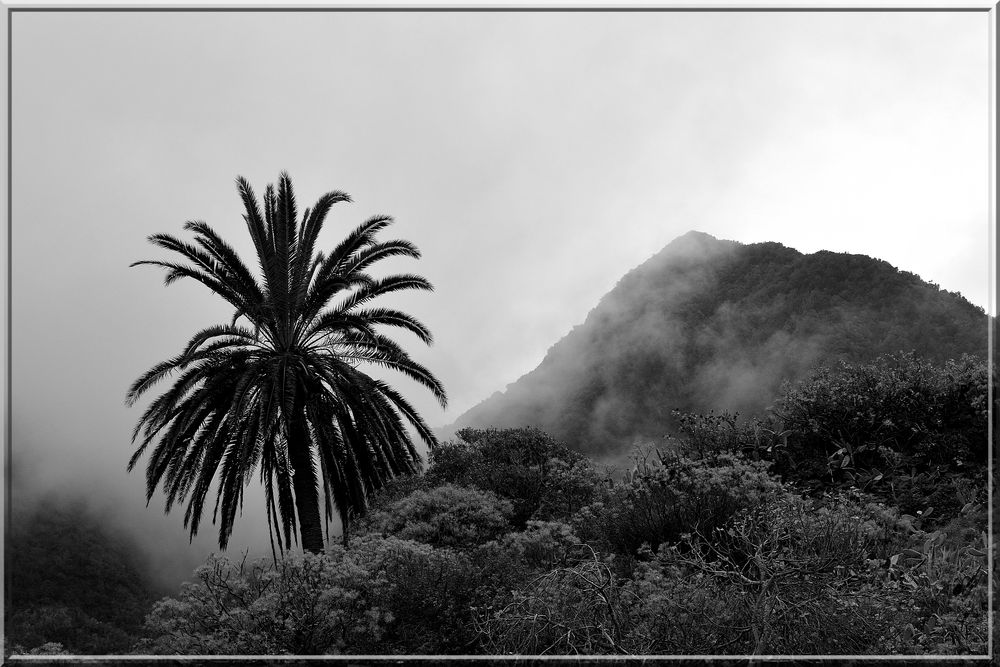 Palme im Nebel