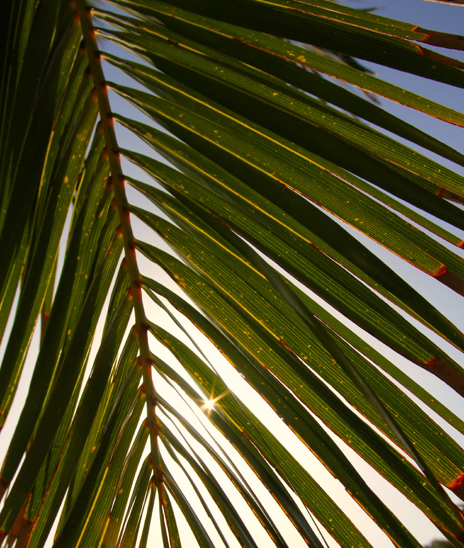 Palme im Sonnenlicht