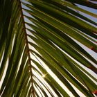 Palme im Sonnenlicht