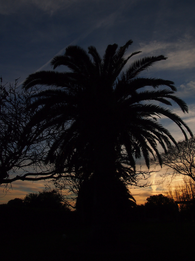 Palme im Sonnenuntergang