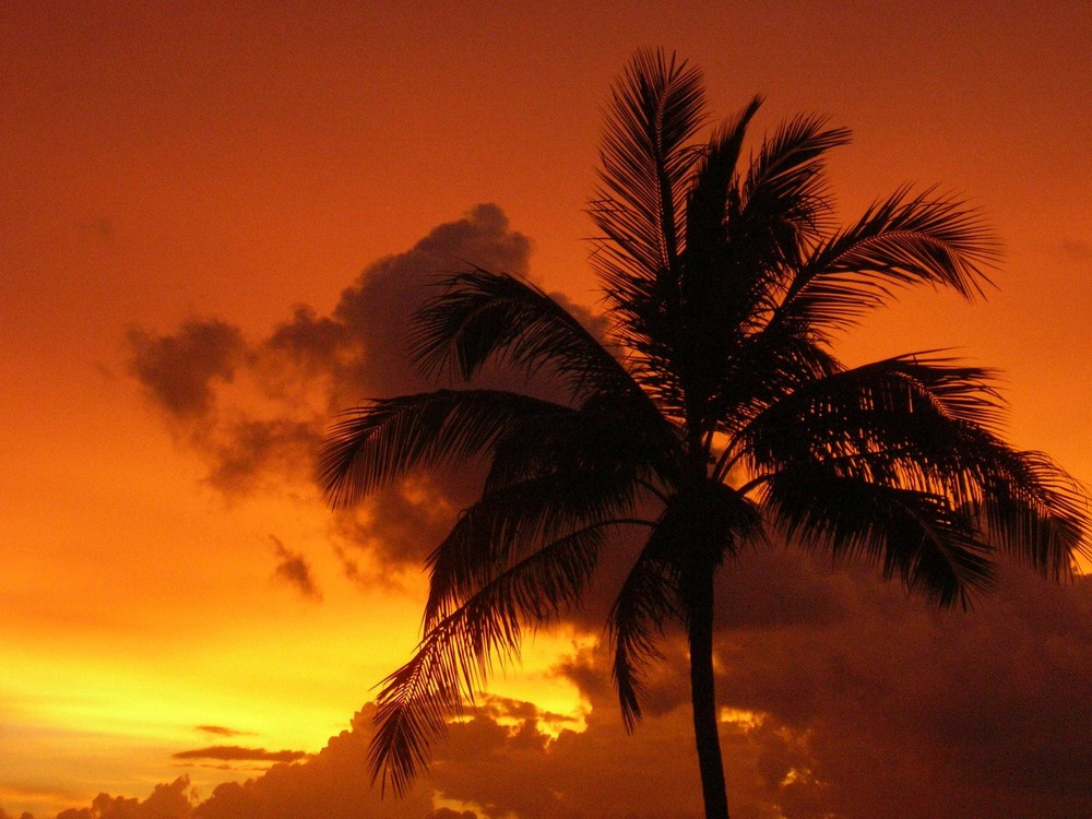 Palme im Sonnenuntergang