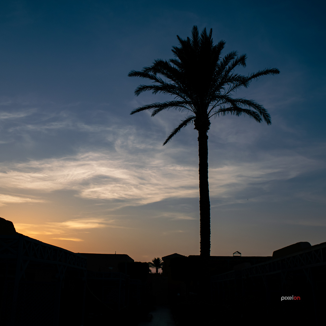 Palme im Sonnenuntergang