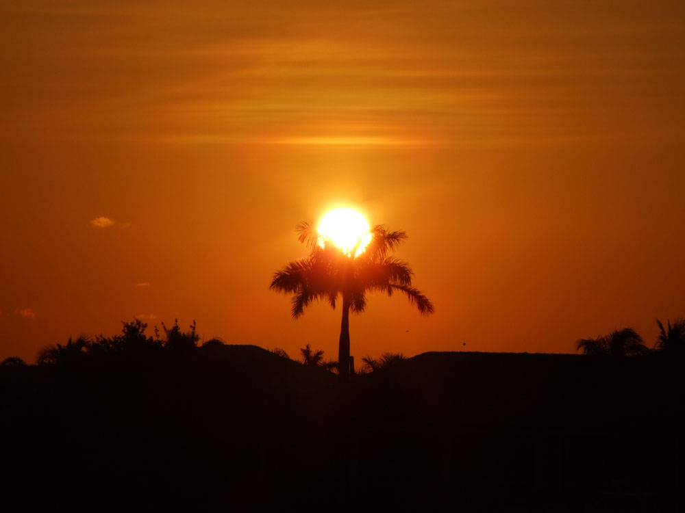 Palme im Sonnenuntergang