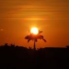 Palme im Sonnenuntergang