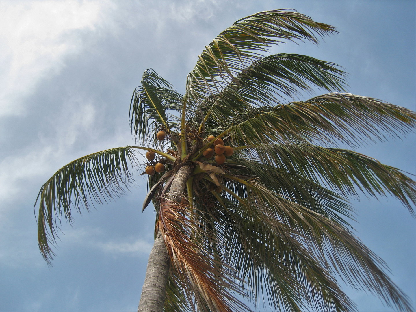 Palme im Sturm