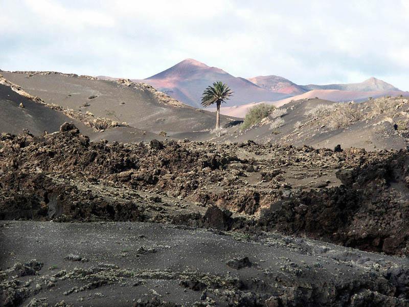 Palme im Timanfaya