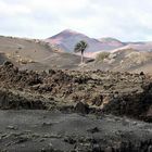 Palme im Timanfaya