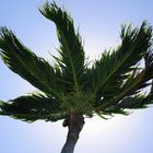 Palme im Wind