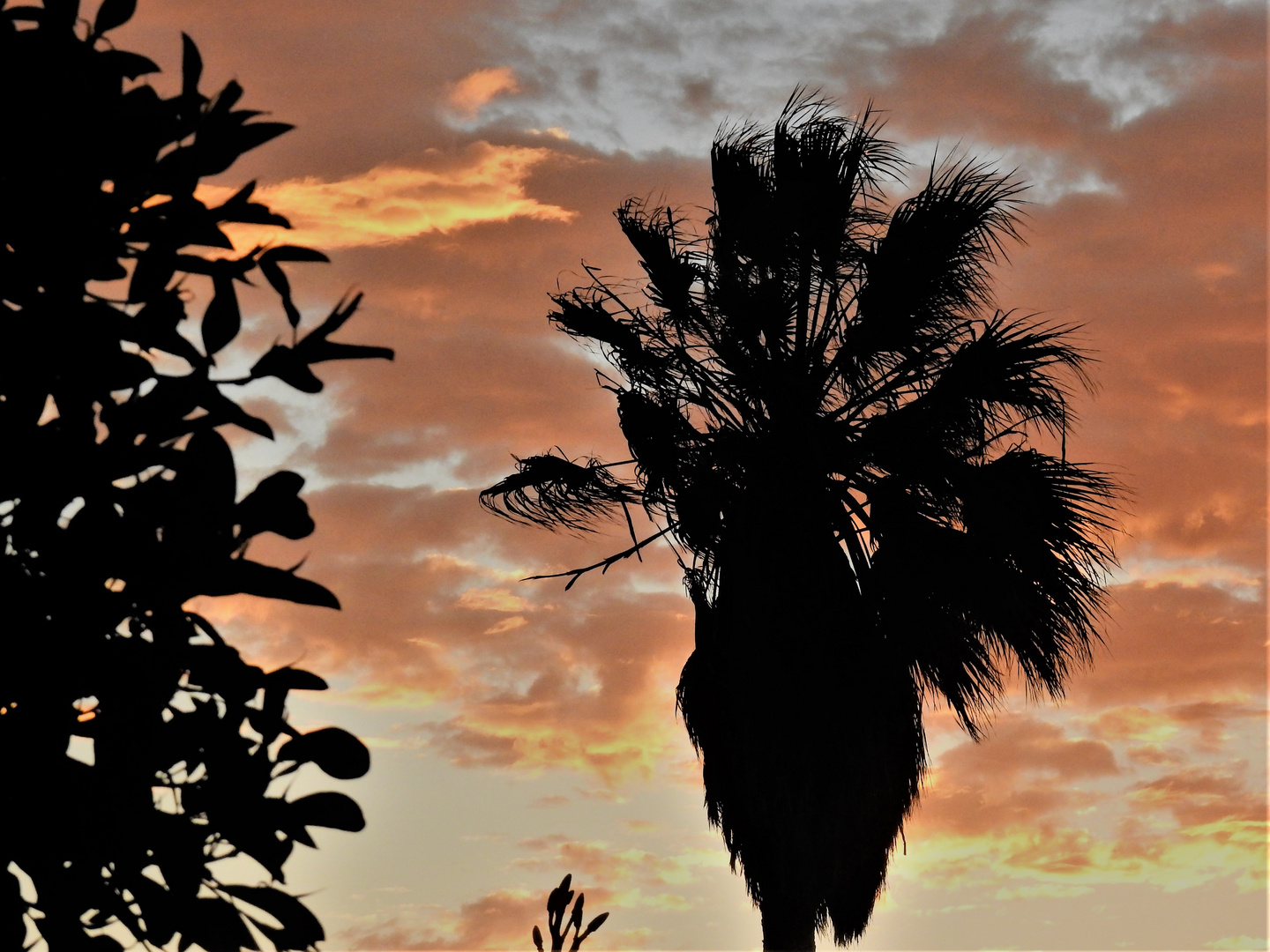 Palme im Wind mit Bart...