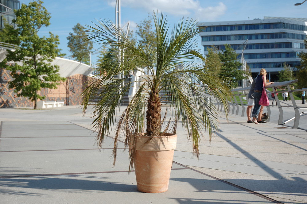 Palme in den Hafencity