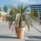 Palme in den Hafencity