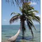 Palme in der Nähe von Placencia, Belize