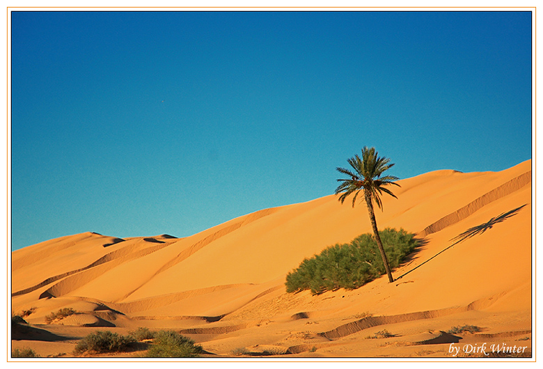 Palme in der Sahara