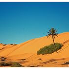 Palme in der Sahara
